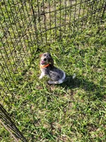 Skye, a female Dachshund for sale in Live Oak, FL – 7 of 7