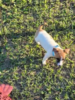 Charlie, a male Jack Russell Terrier for sale in Live Oak, FL – 6 of 7