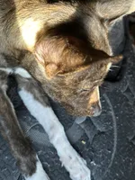 Bella, a female French Bulldog for sale in Tucson, AZ – 2 of 3