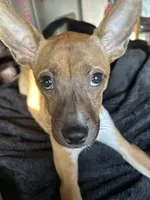 Daisy, a female French Bulldog for sale in Tucson, AZ – 2 of 5