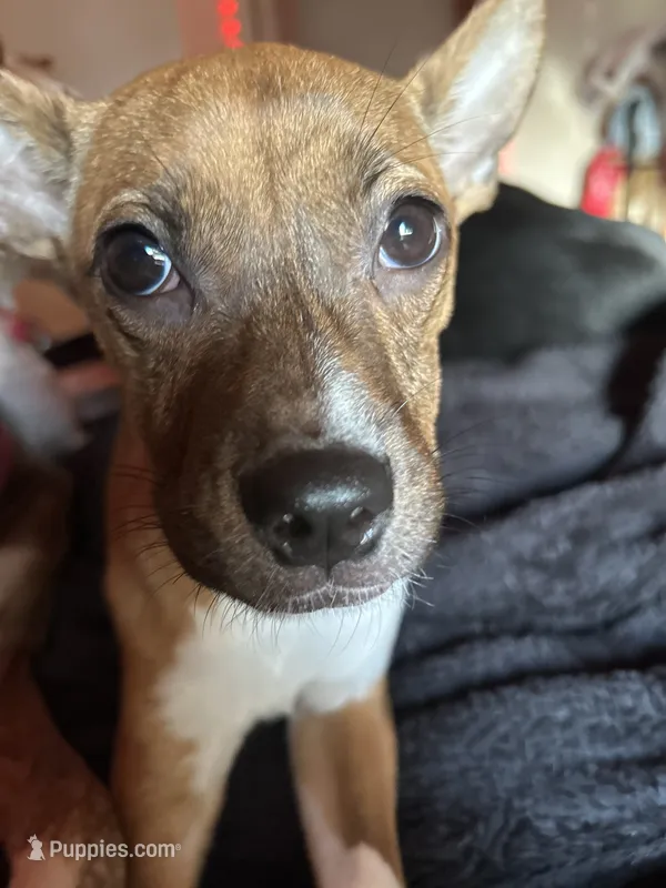 Daisy – French Bulldog puppy for sale in Tucson, AZ
