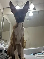 Daisy, a female French Bulldog for sale in Tucson, AZ – 5 of 5