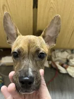 Daisy, a female French Bulldog for sale in Tucson, AZ – 4 of 5