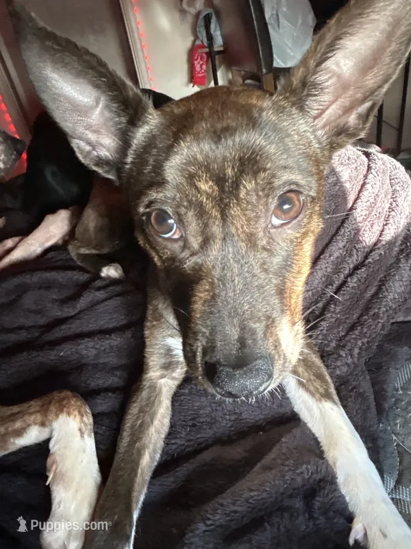 Bella – French Bulldog puppy for sale in Tucson, AZ