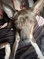 Bella, a female French Bulldog for sale in Tucson, AZ – 1 of 3