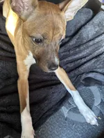 Daisy, a female French Bulldog for sale in Tucson, AZ – 3 of 5