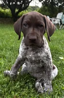 Coco, a female German Shorthaired Pointer for sale in Burlington, WI – 3 of 6