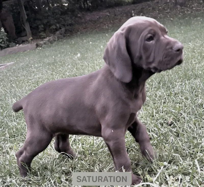 Coco – German Shorthaired Pointer puppy for sale in Burlington, WI