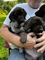 Coco, a female German Shorthaired Pointer for sale in Burlington, WI – 6 of 6