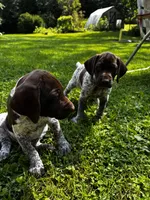 Coco, a female German Shorthaired Pointer for sale in Burlington, WI – 4 of 6