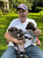 Coco, a female German Shorthaired Pointer for sale in Burlington, WI – 5 of 6
