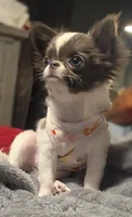 Lily , a female Chihuahua for sale in Groton, CT – 2 of 2