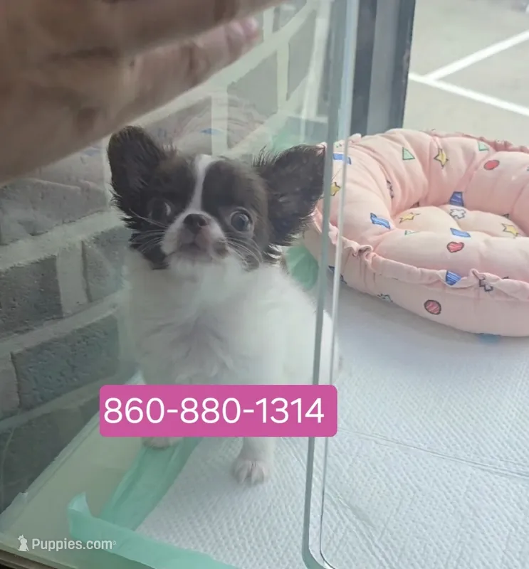 Lily  – Chihuahua puppy for sale in Groton, CT