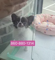 Lily , a female Chihuahua for sale in Groton, CT – 1 of 1