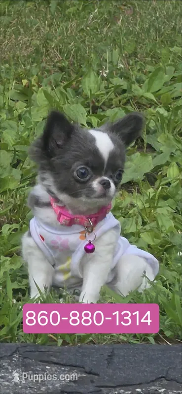 Lily  – Chihuahua puppy for sale in Groton, CT
