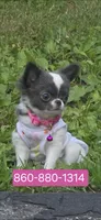 Lily , a female Chihuahua for sale in Groton, CT – 1 of 2