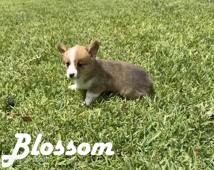 Blossom – Pembroke Welsh Corgi puppy for sale in Mont Belvieu, TX