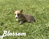 Blossom, a female Pembroke Welsh Corgi for sale in Mont Belvieu, TX – 2 of 4