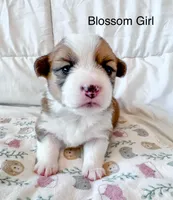 Blossom, a male Pembroke Welsh Corgi for sale in Mont Belvieu, TX – Photo 1 of 2