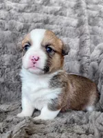 Blossom, a male Pembroke Welsh Corgi for sale in Mont Belvieu, TX – Photo 2 of 2