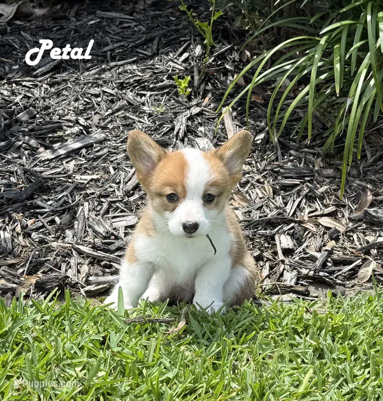 Petal – Pembroke Welsh Corgi puppy for sale in Mont Belvieu, TX