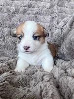 Petal, a male Pembroke Welsh Corgi for sale in Mont Belvieu, TX – Photo 2 of 2