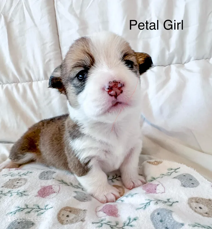 Petal – Pembroke Welsh Corgi puppy for sale in Mont Belvieu, TX