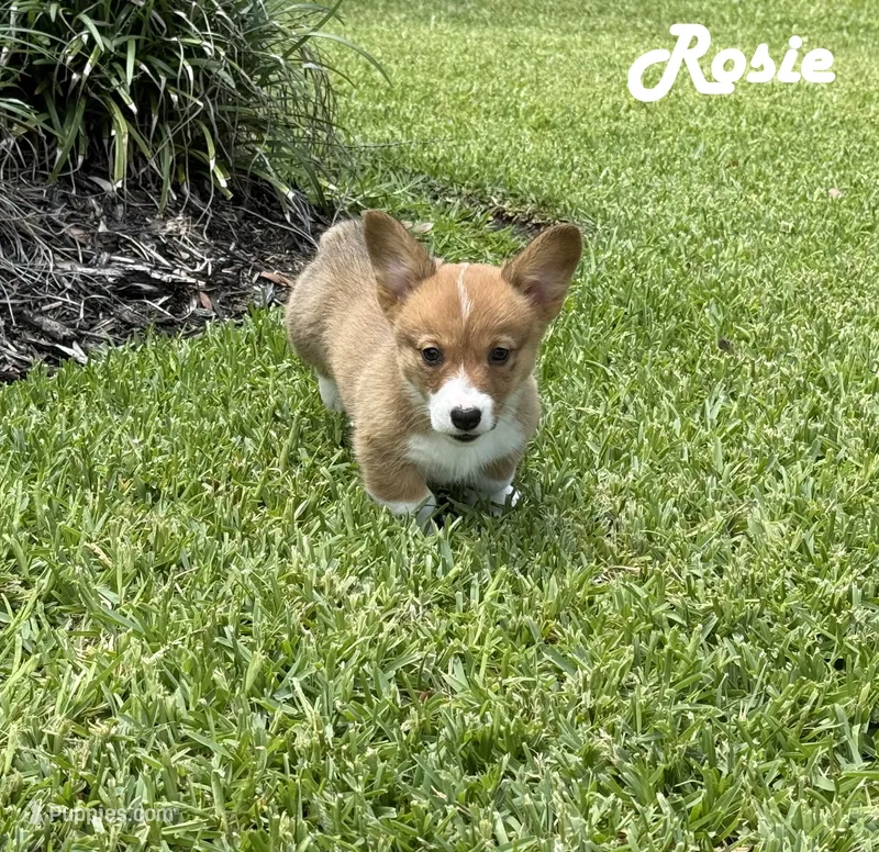 Rosie – Pembroke Welsh Corgi puppy for sale in Mont Belvieu, TX
