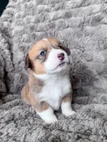 Rosie, a male Pembroke Welsh Corgi for sale in Mont Belvieu, TX – Photo 2 of 3