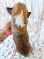 Rosie, a male Pembroke Welsh Corgi for sale in Mont Belvieu, TX – Photo 3 of 3