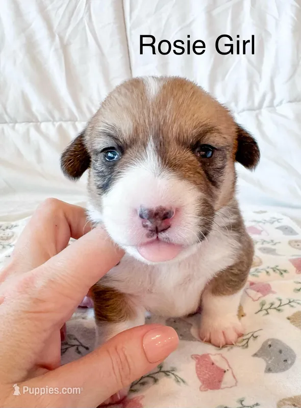 Rosie – Pembroke Welsh Corgi puppy for sale in Mont Belvieu, TX