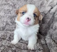 Birch, a male Pembroke Welsh Corgi for sale in Mont Belvieu, TX – Photo 2 of 2