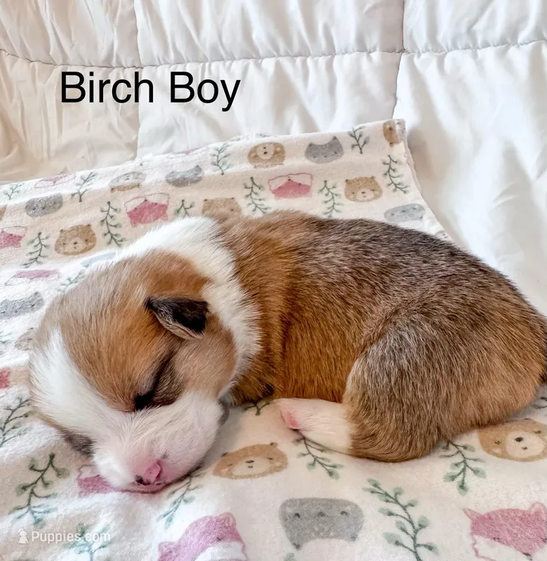 Birch – Pembroke Welsh Corgi puppy for sale in Mont Belvieu, TX