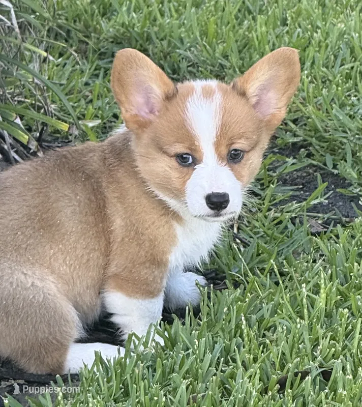 Daisy – Pembroke Welsh Corgi puppy for sale in Mont Belvieu, TX