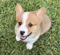 Blossom, a female Pembroke Welsh Corgi for sale in Mont Belvieu, TX – 1 of 4
