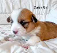 Daisy, a male Pembroke Welsh Corgi for sale in Mont Belvieu, TX – Photo 1 of 2
