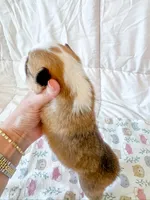 Daisy, a male Pembroke Welsh Corgi for sale in Mont Belvieu, TX – Photo 2 of 2