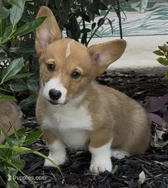 Rosie – Pembroke Welsh Corgi puppy for sale in Mont Belvieu, TX