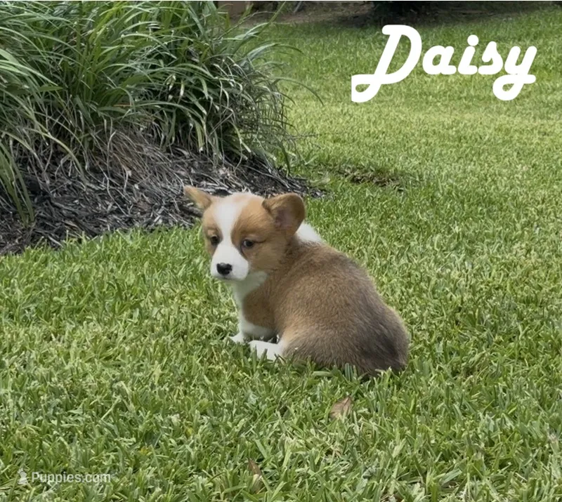 Daisy – Pembroke Welsh Corgi puppy for sale in Mont Belvieu, TX