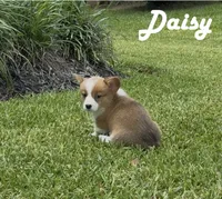 Daisy, a female Pembroke Welsh Corgi for sale in Mont Belvieu, TX – 2 of 4