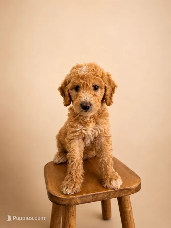 Pink  – Goldendoodle puppy for sale in Rio Linda, CA