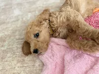 Yellow, a female Goldendoodle for sale in Rio Linda, CA – 4 of 6