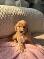Pink , a female Goldendoodle for sale in Rio Linda, CA – 6 of 7