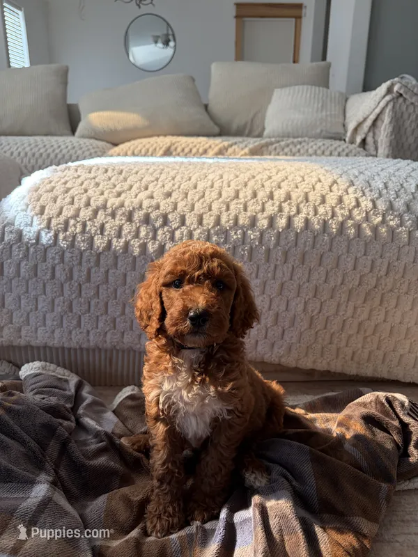Black collar  – Goldendoodle puppy for sale in Rio Linda, CA