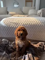 Black collar , a male Goldendoodle for sale in Rio Linda, CA – 1 of 5