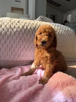 Grey collar , a male Goldendoodle for sale in Rio Linda, CA – 2 of 4