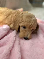 Yellow, a female Goldendoodle for sale in Rio Linda, CA – 2 of 6