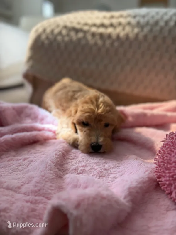 Yellow – Goldendoodle puppy for sale in Rio Linda, CA