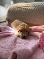 Yellow, a female Goldendoodle for sale in Rio Linda, CA – 1 of 6
