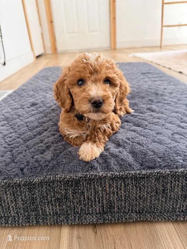 Beige – Goldendoodle puppy for sale in Rio Linda, CA